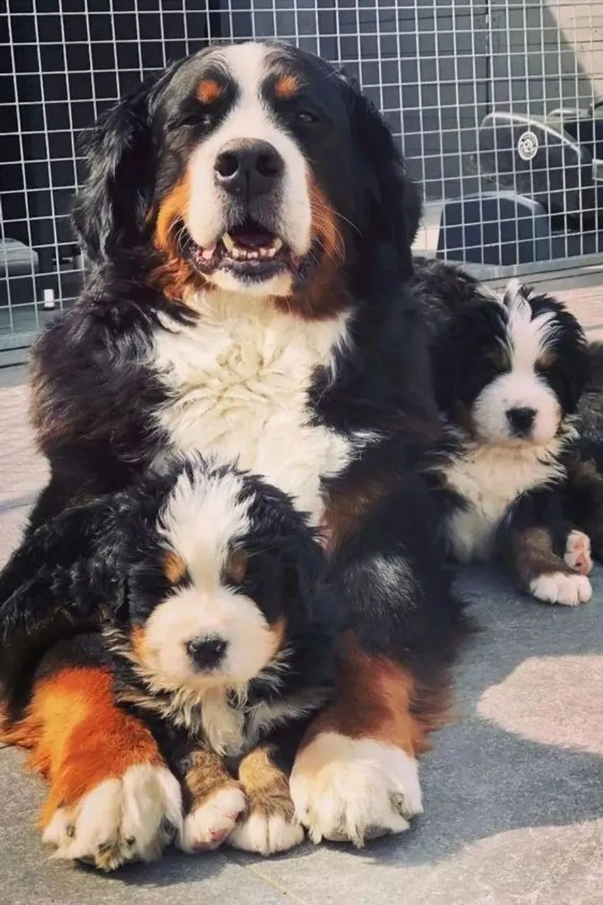 Bernese Mountain Ele te entende no olhar