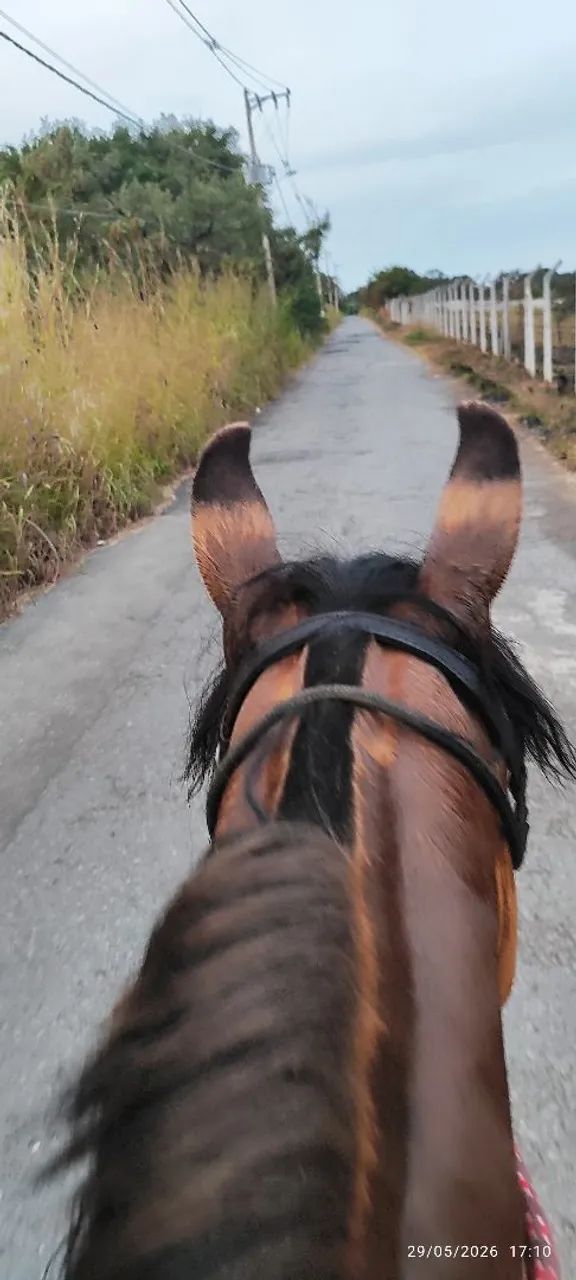 Cavalo  - Foto 4