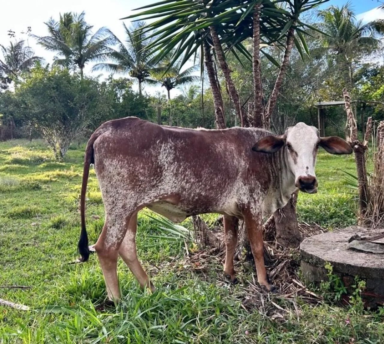 Novilha leiteira girolanda, mansa  - Foto 4