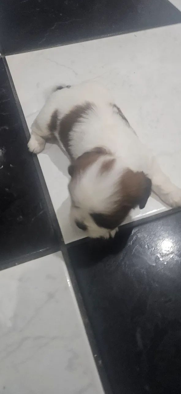 SHIH TZU FILHOTES  - Foto 3