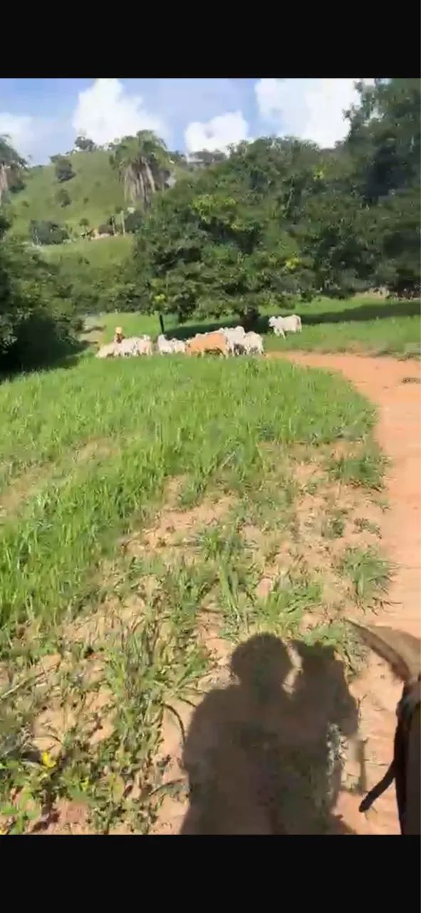 Fazenda em Minaçu - Foto 4