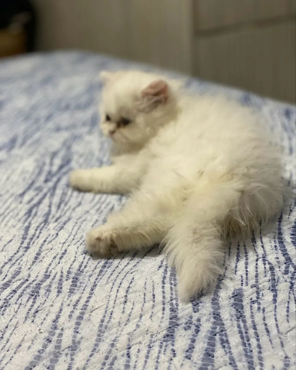 Lindos bebezinhos de gato persa - Foto 4