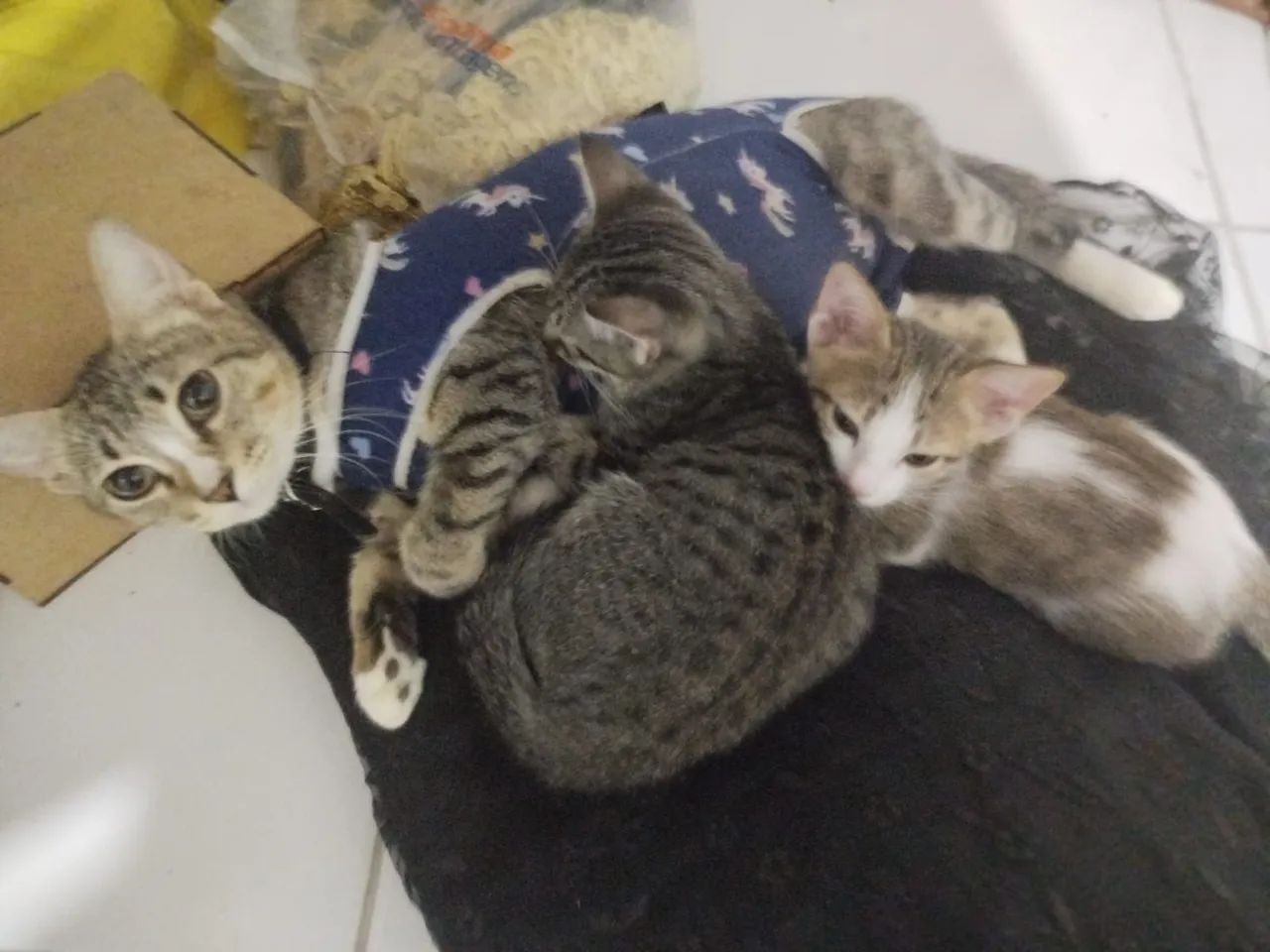 Gato filhote doação  - Foto 3