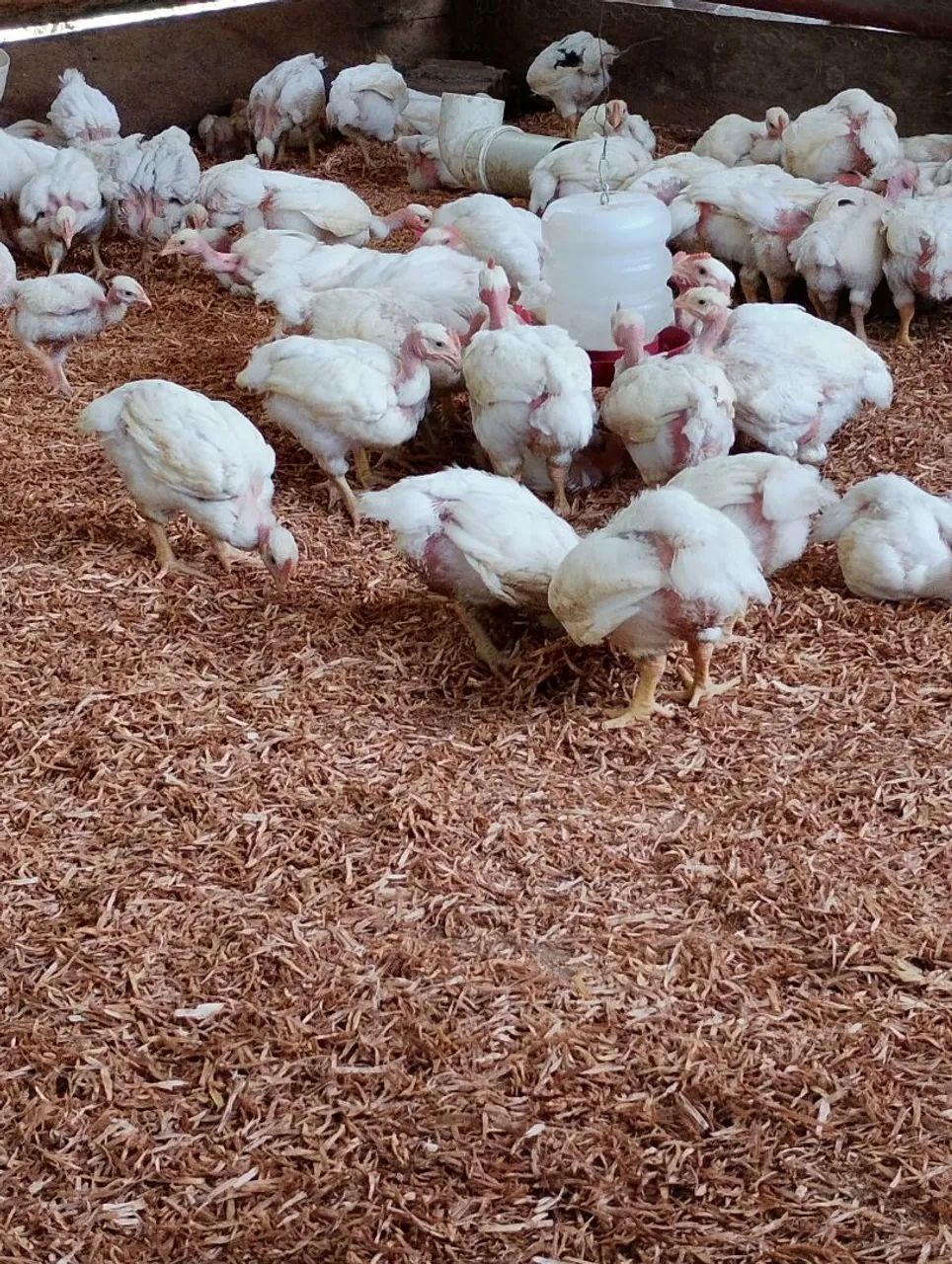 Frango pescoço pelado  - Foto 2