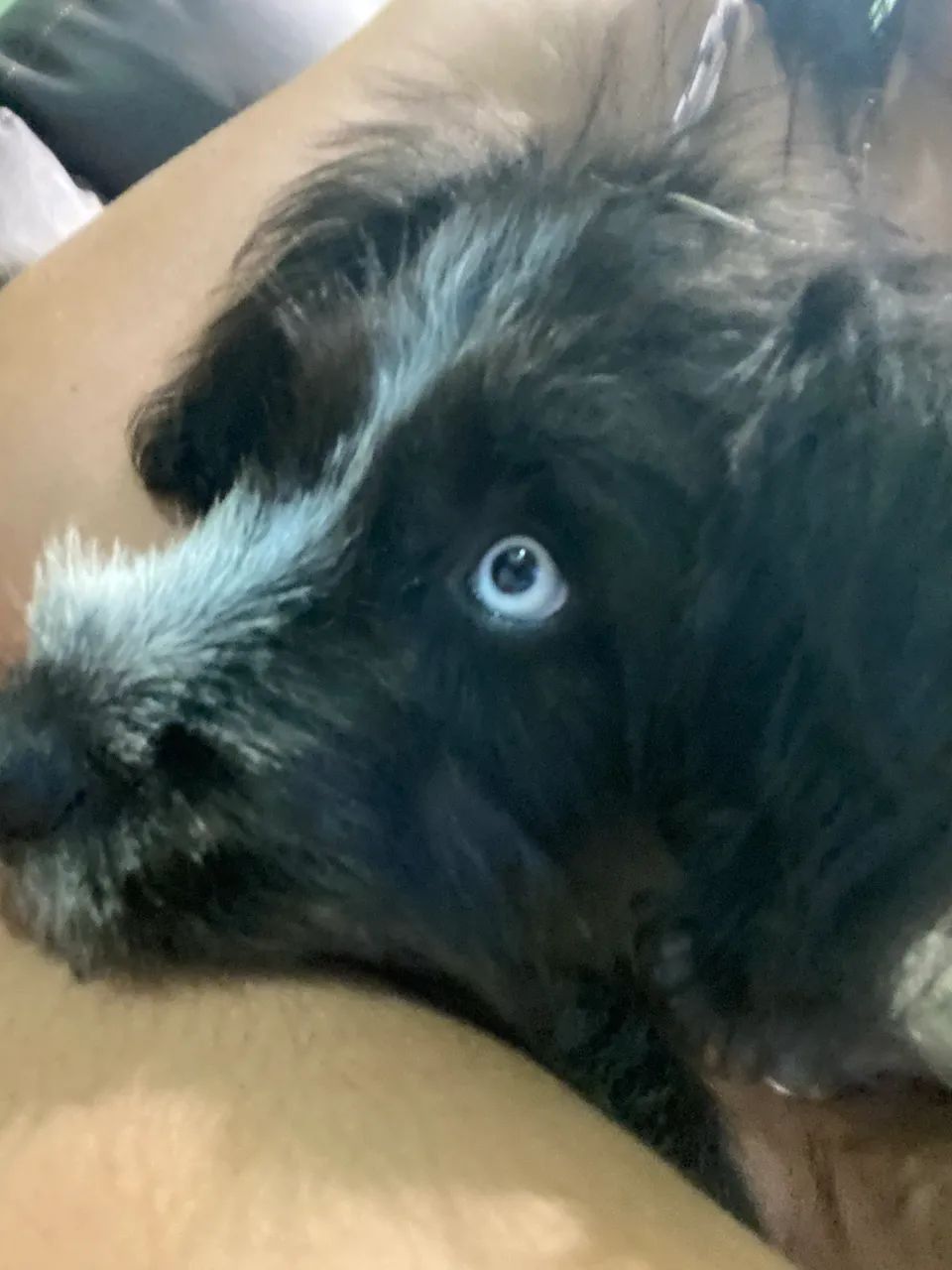 Cachorra para adoção  - Foto 2