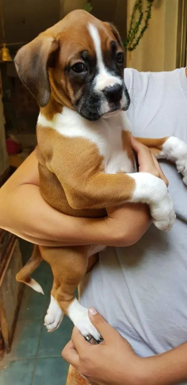 Boxer filhotes  - Foto 5