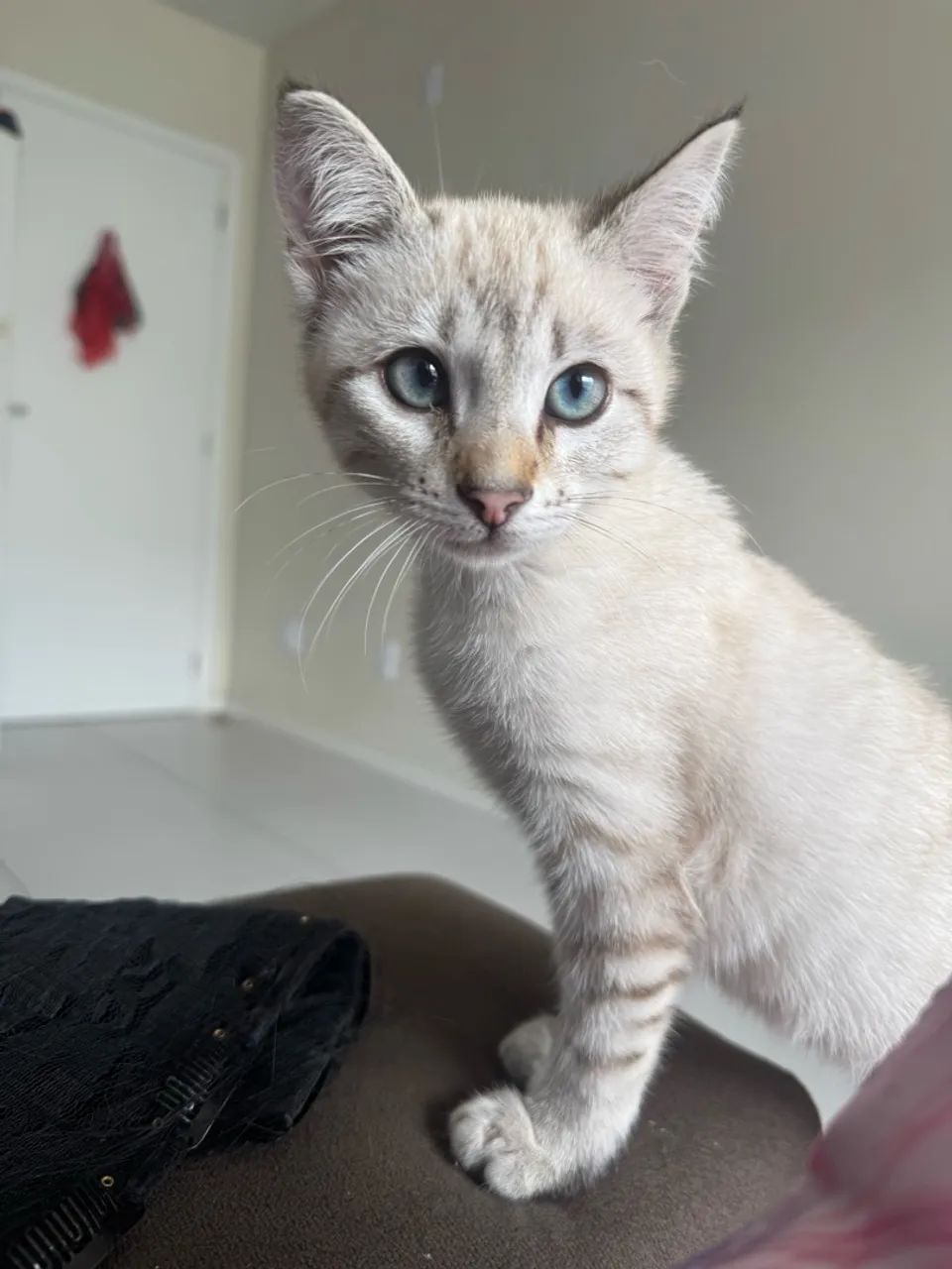 Animais  - Foto 2