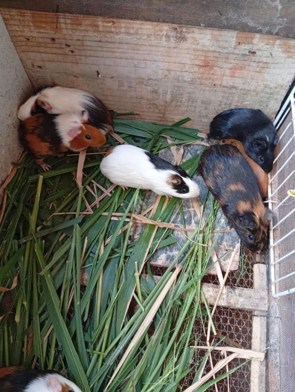 Porquinho da índia machos  - Foto 2
