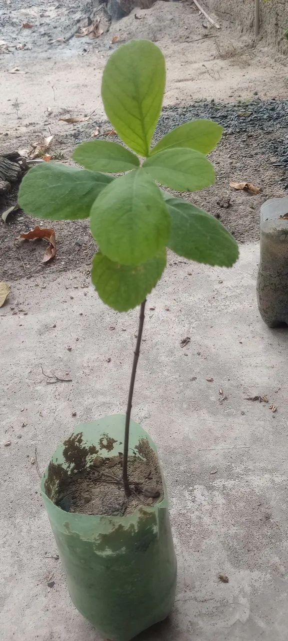 Planta piqui mudas