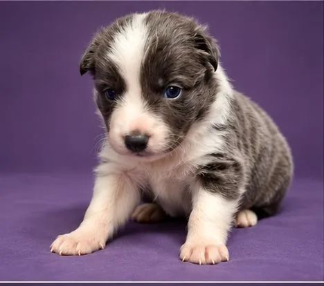 Filhote border collie  - Foto 3