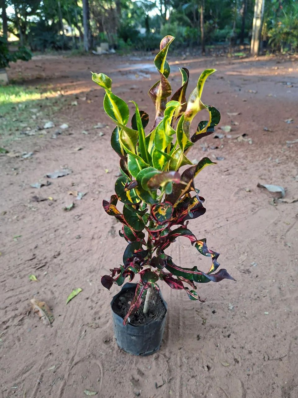 Croton espécies variadas - Foto 2