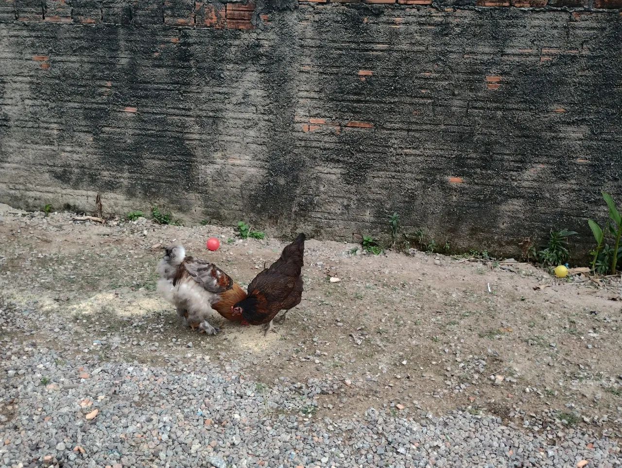 Galinhas caipira 