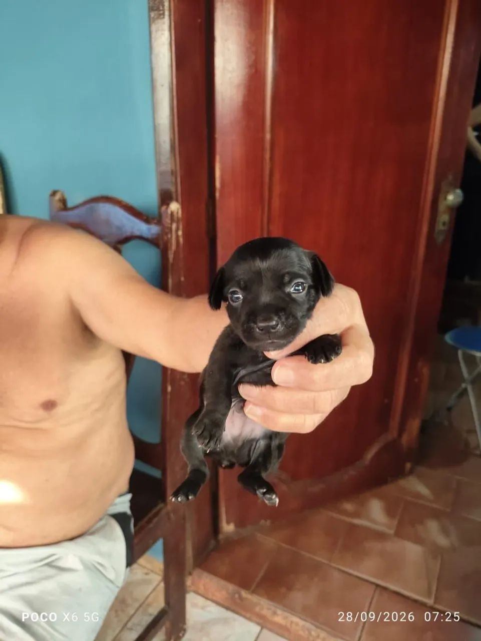 FILHOTES DE PINSCHER - Foto 2