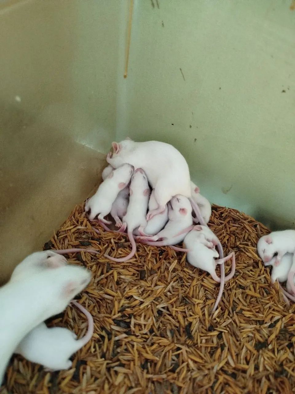 Camundongo/ratinho de laboratório 