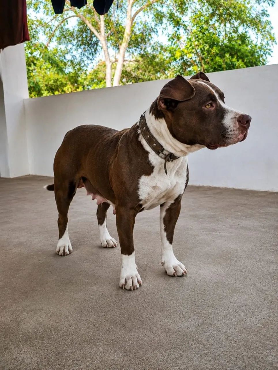 Pitbull - Foto 4