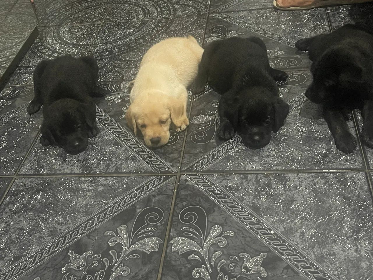 Filhote de labrador - Foto 2