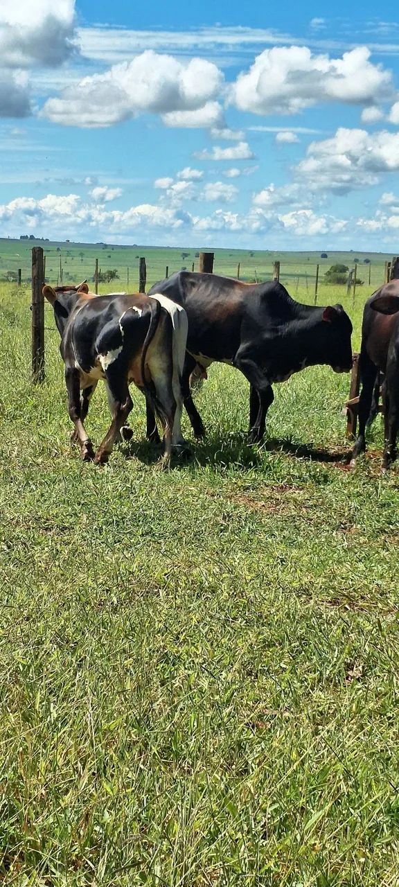 Vendo esse gado - Foto 3