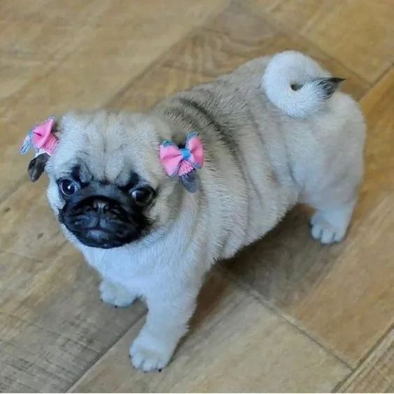 Pug filhotes lindos - Foto 3