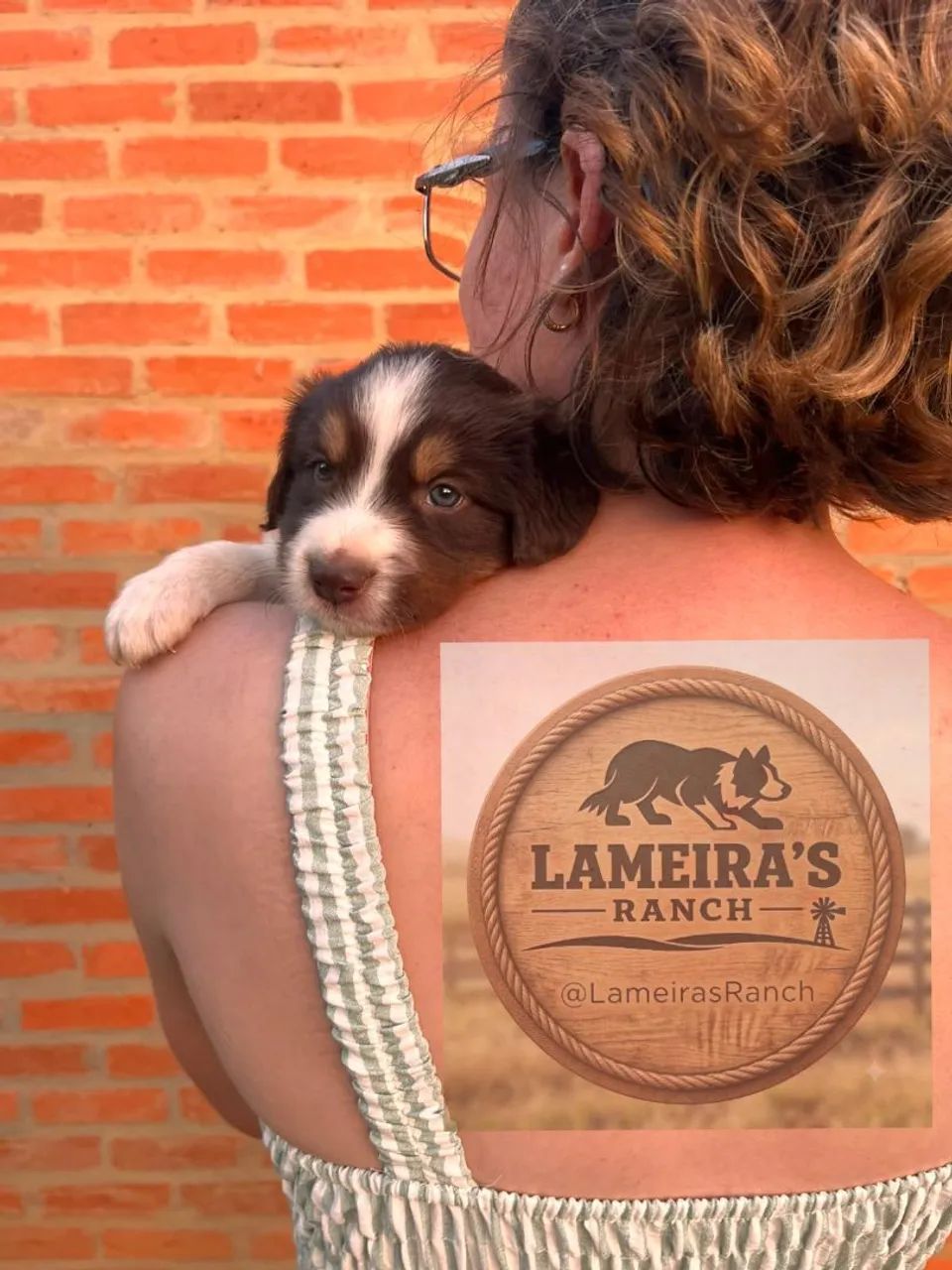 BORDER COLLIE filhote - Foto 4
