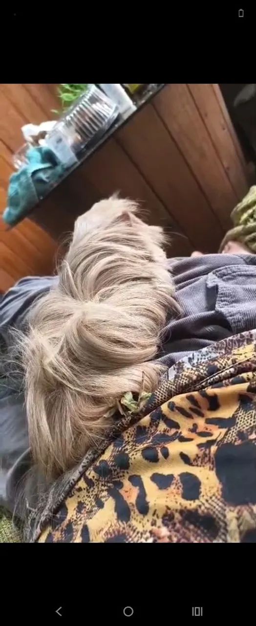 Vendo porquinho da índia peruano de 5 meses