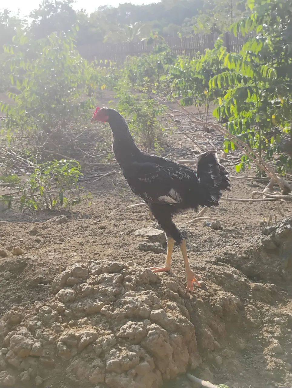 Vendo frango caipira  - Foto 2