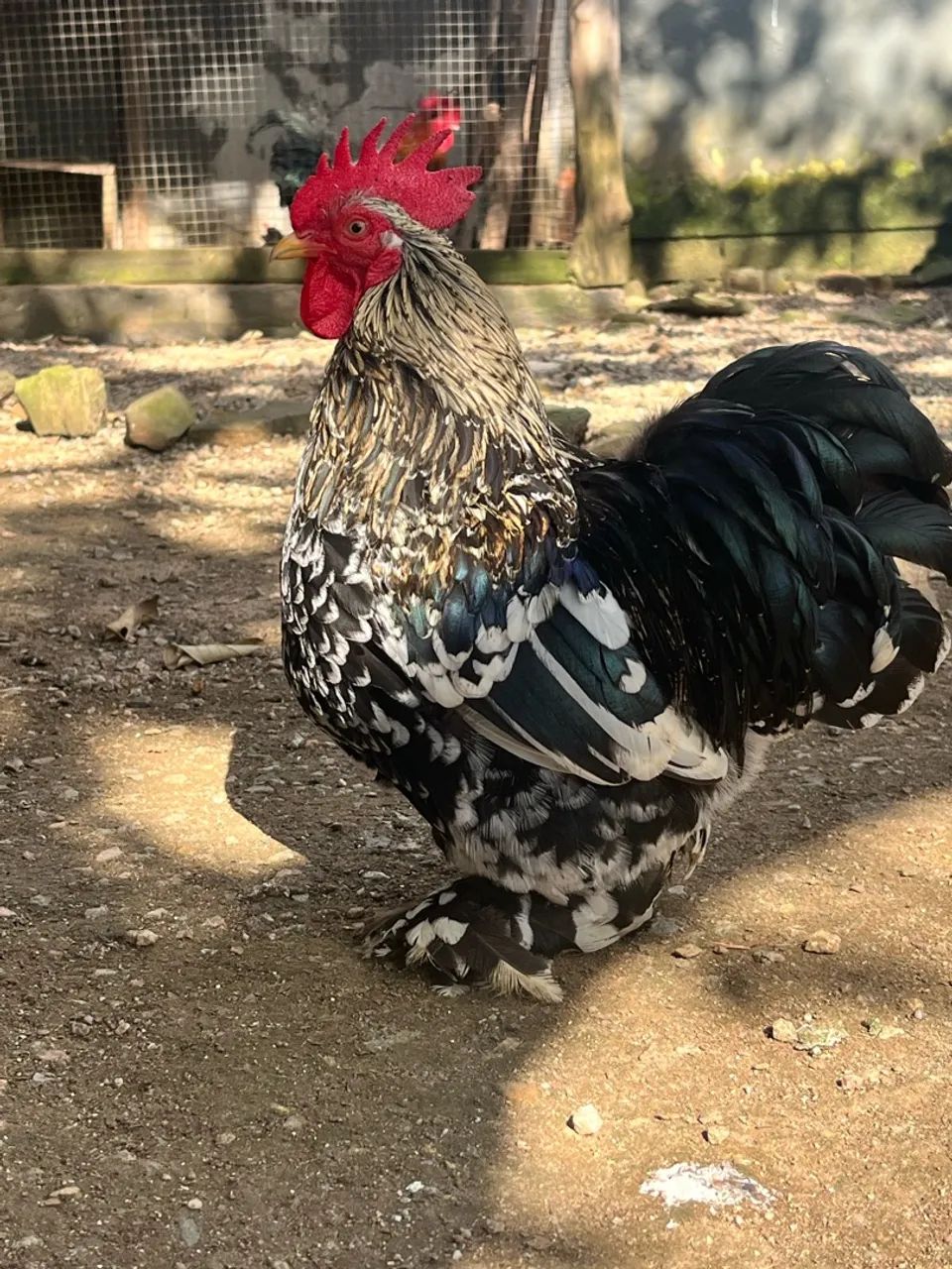 Mini cochin 