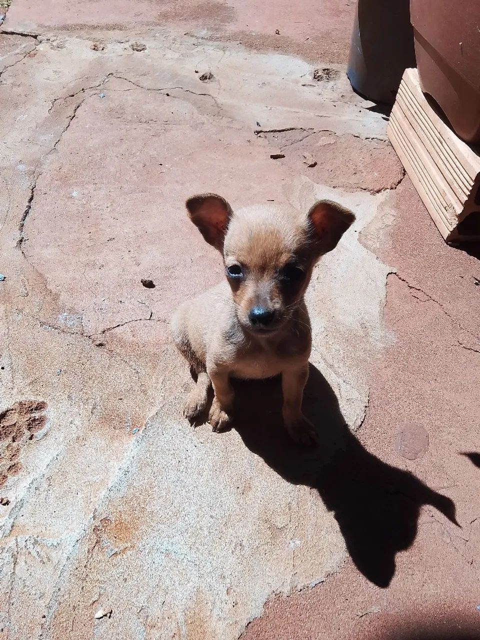 Pinscher n0