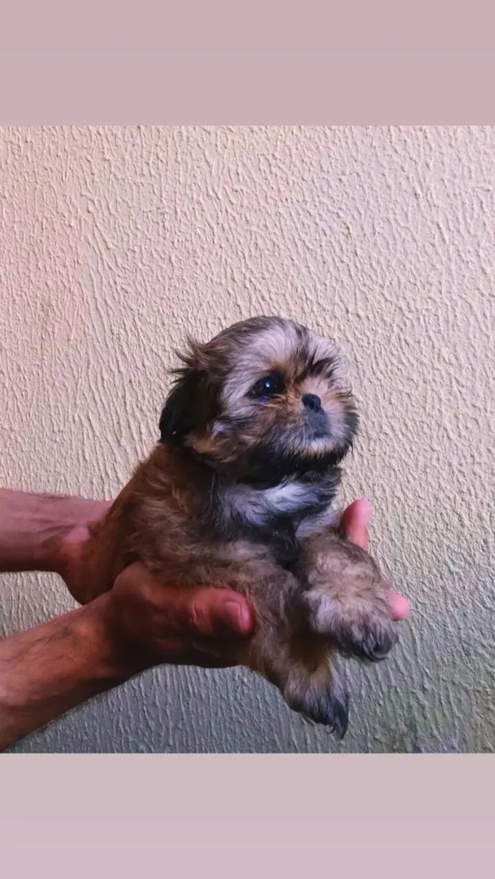 ShihTzu  - Foto 5