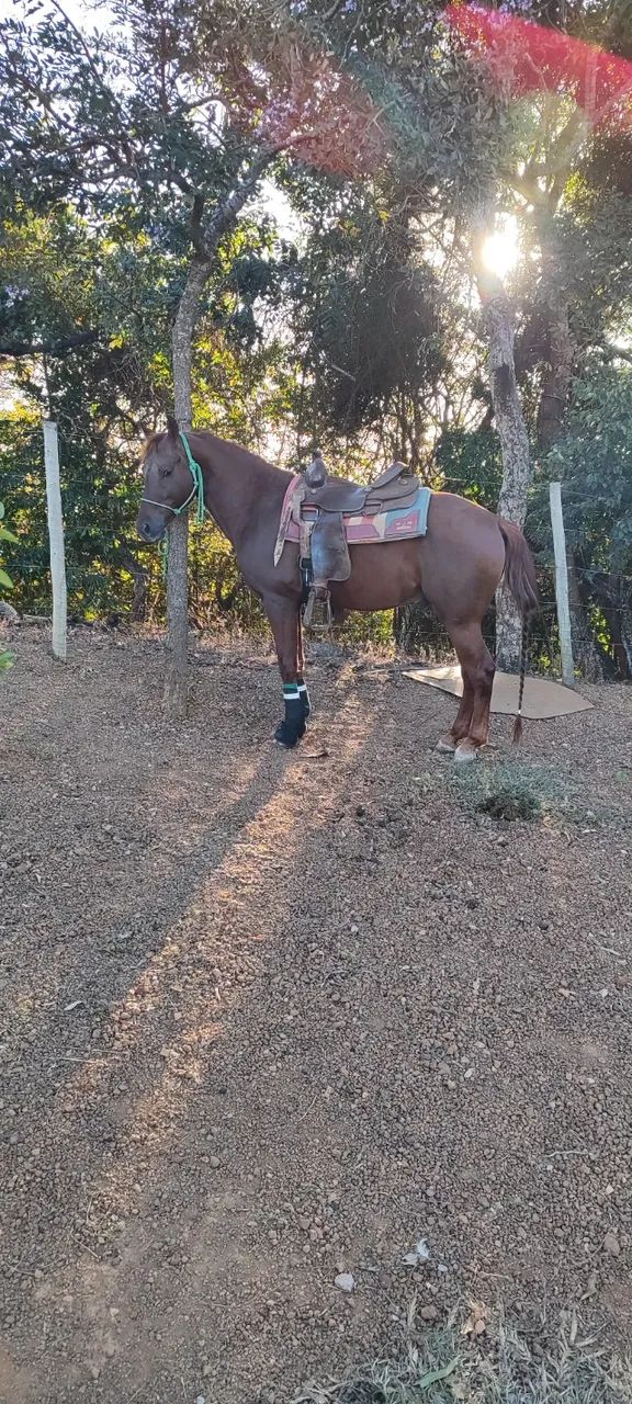 Potro QM  - Foto 3
