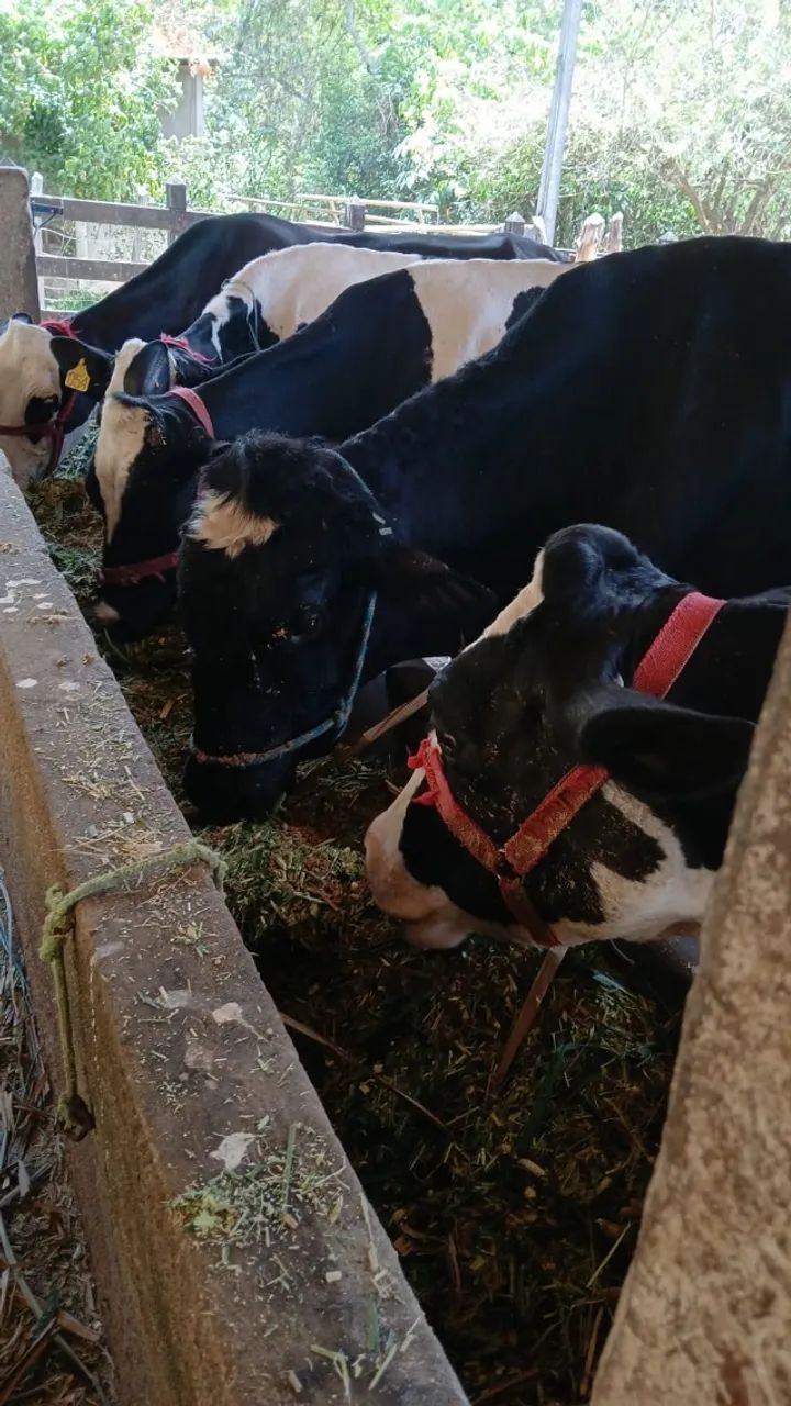 Venda de 6 Vacas, 1 Touro, 1 Bezerra + 1 Ordenhadeira Balde ao Pé Completa - Foto 2