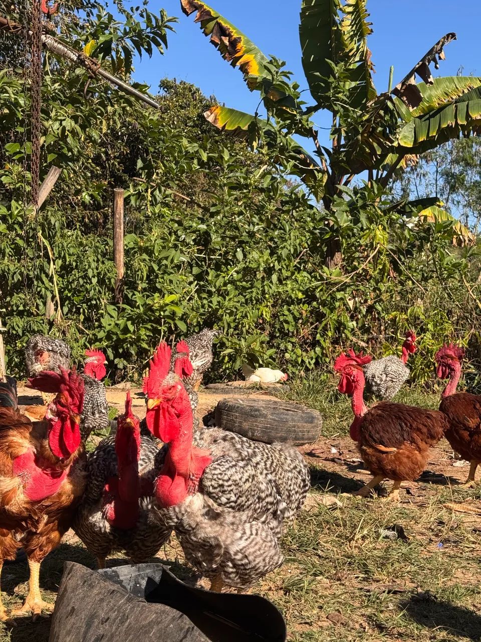 Galos caipiras