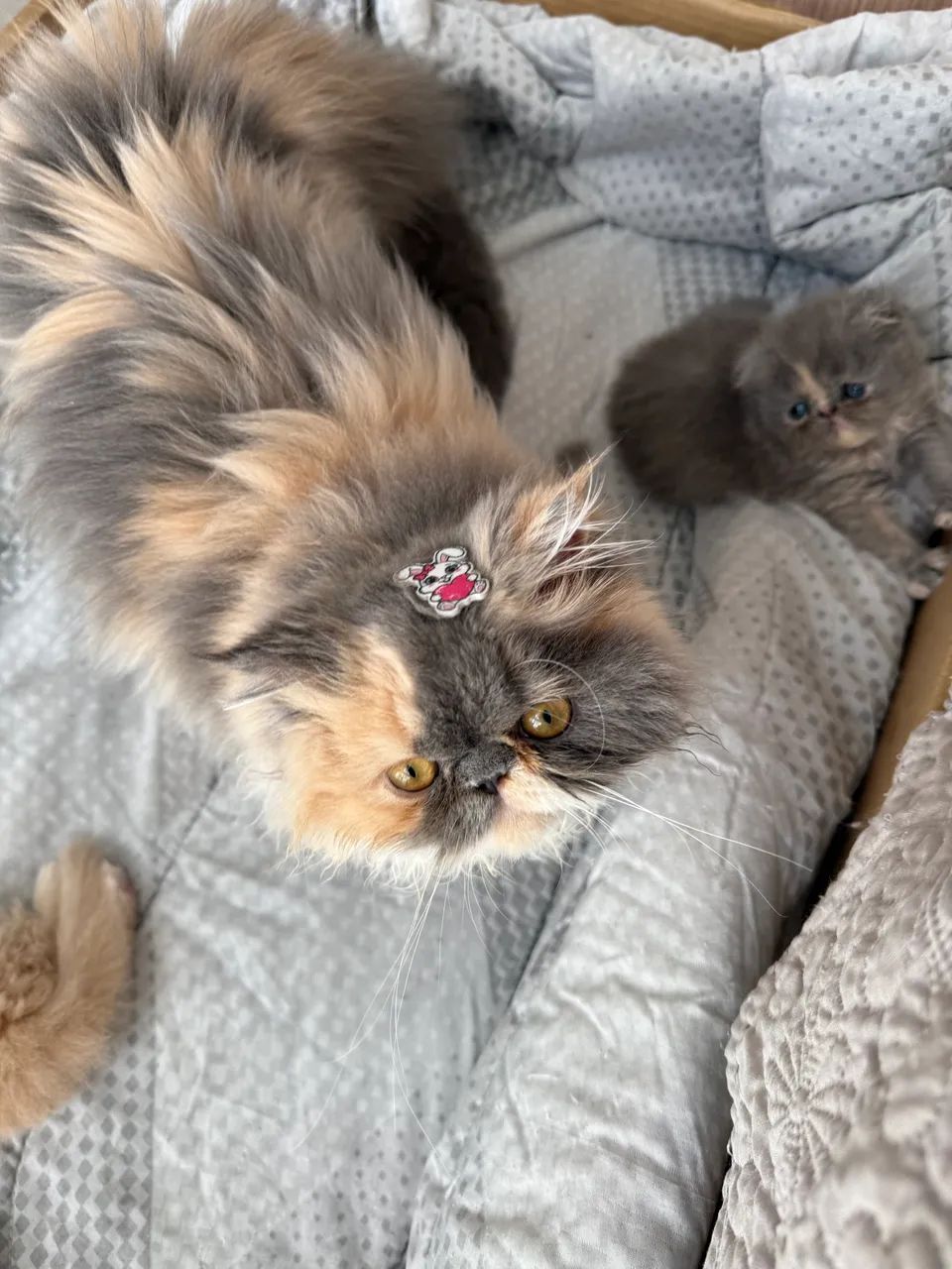 Gato Persa Linhagem Pura - Foto 6