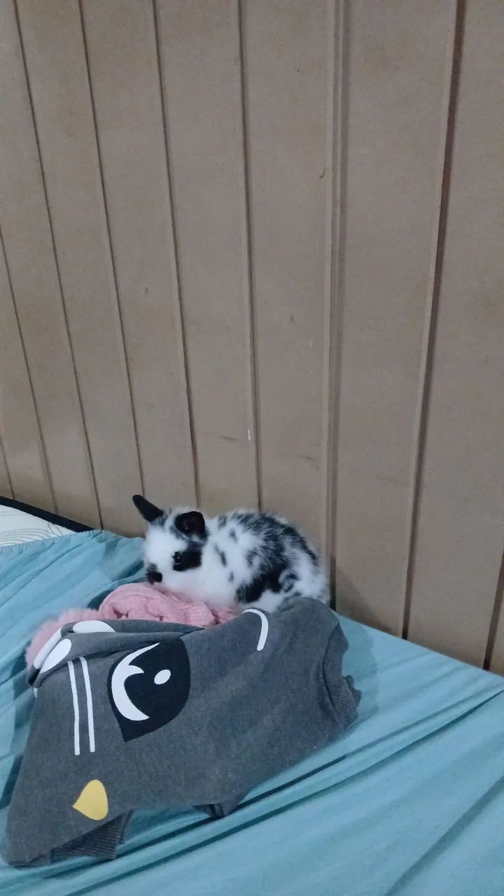 Animais  - Foto 4