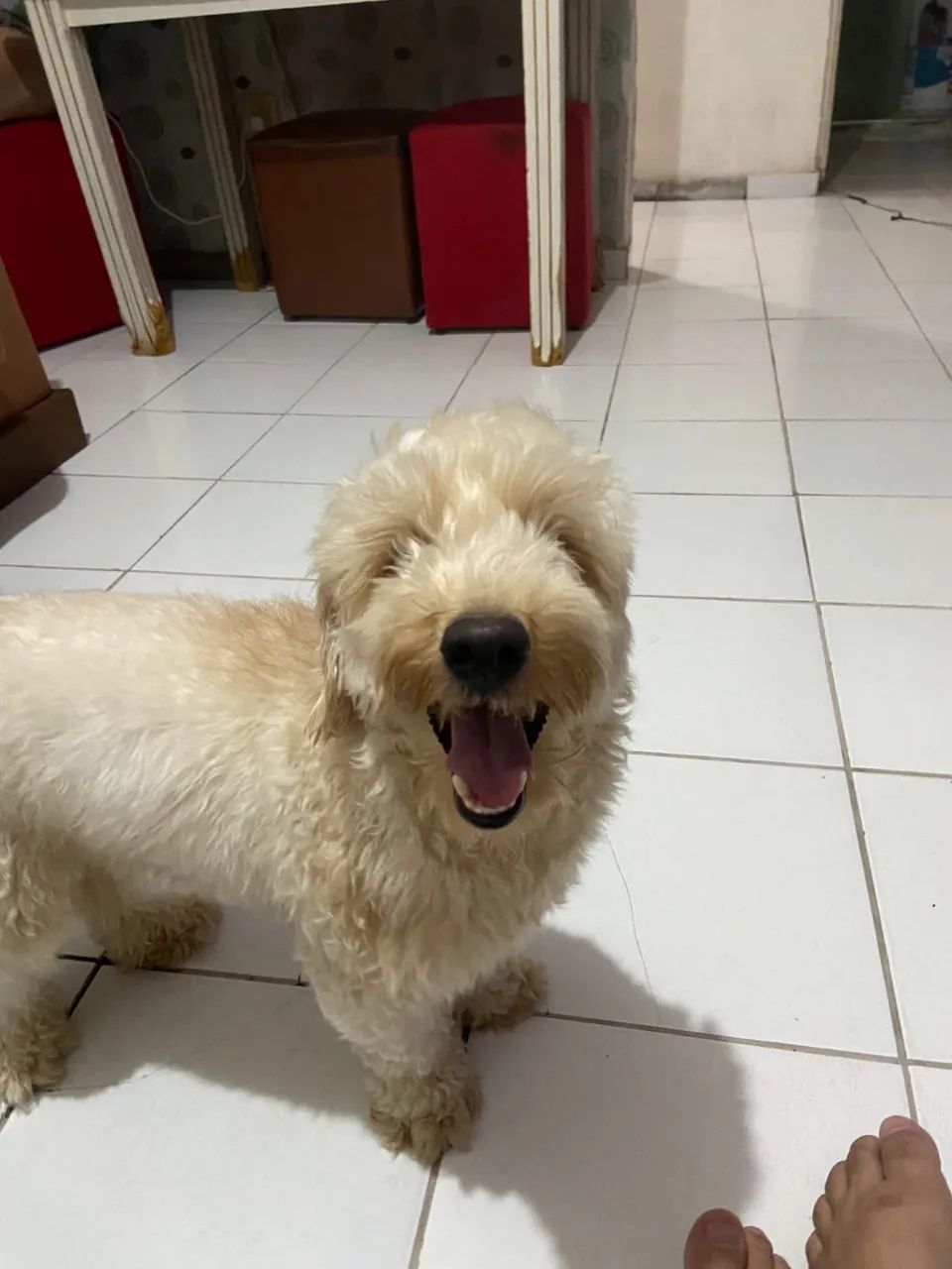 Procuro namorada poodle  - Foto 2
