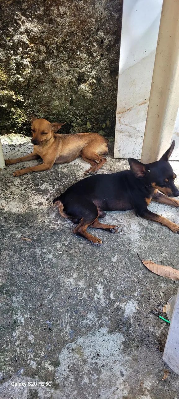 Casal de pincher 