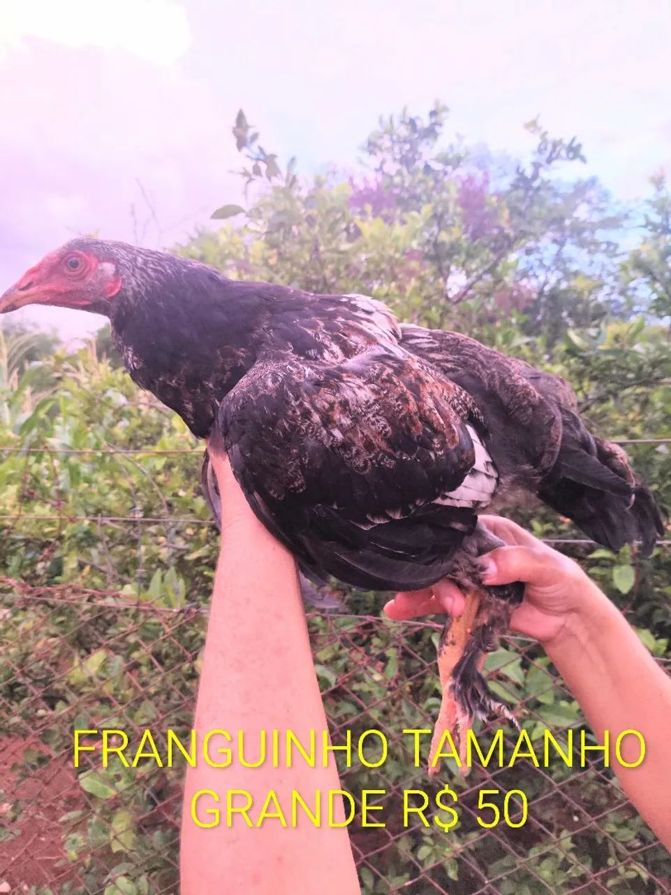 Filhotes de Angola e pintinhos - Foto 3