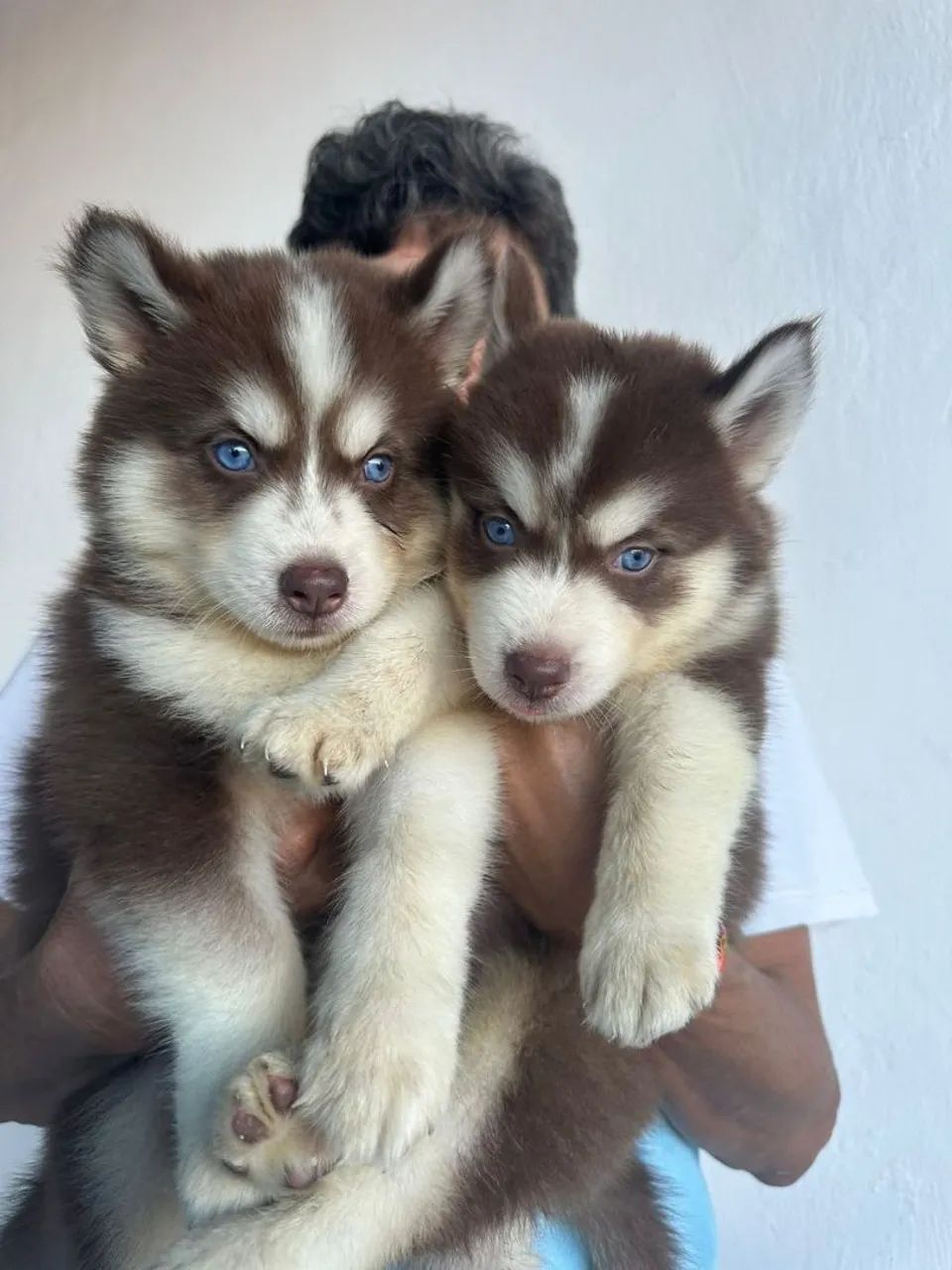 Husky siberiano  - Foto 2