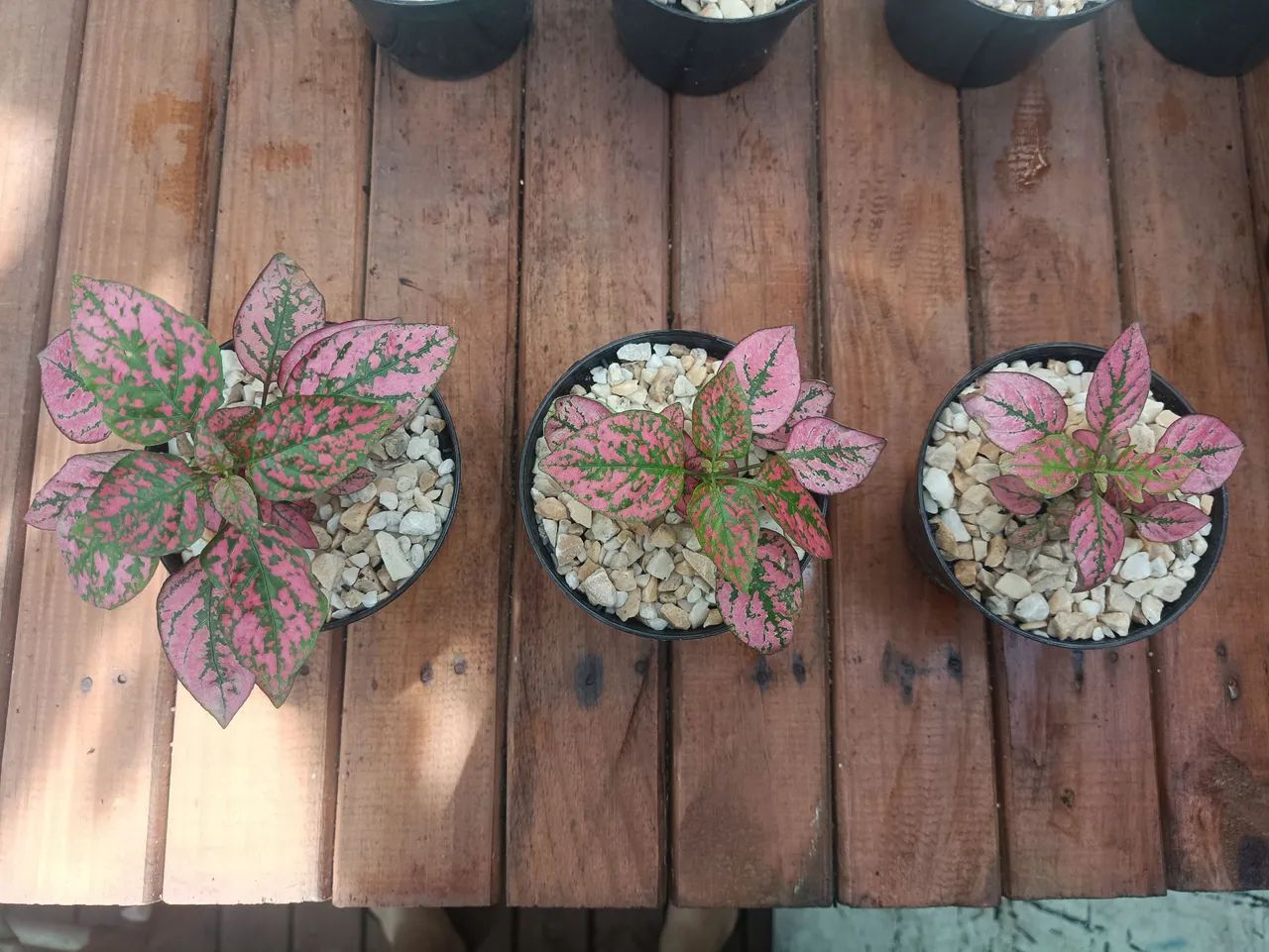 Lindas Mudas de Planta Confete no Vaso - Foto 3