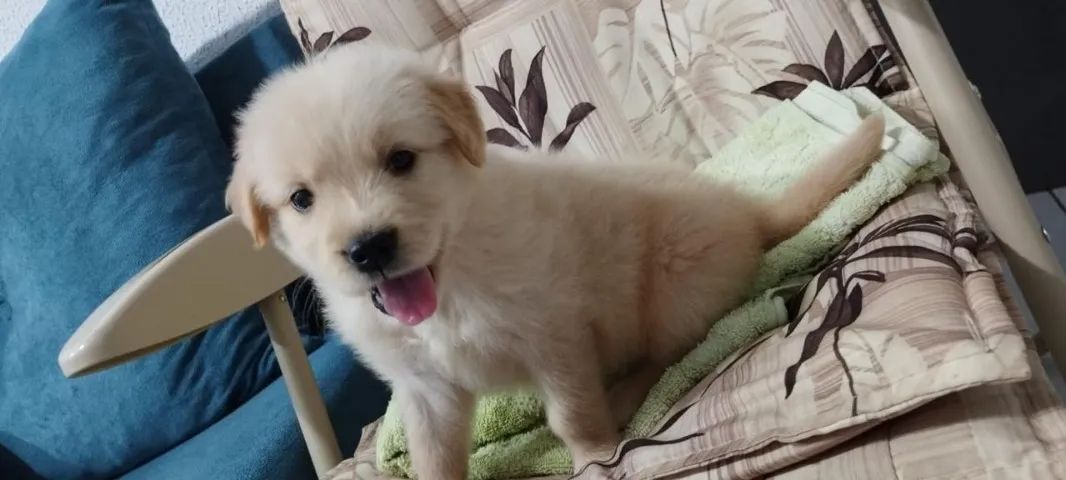 Golden Retriever