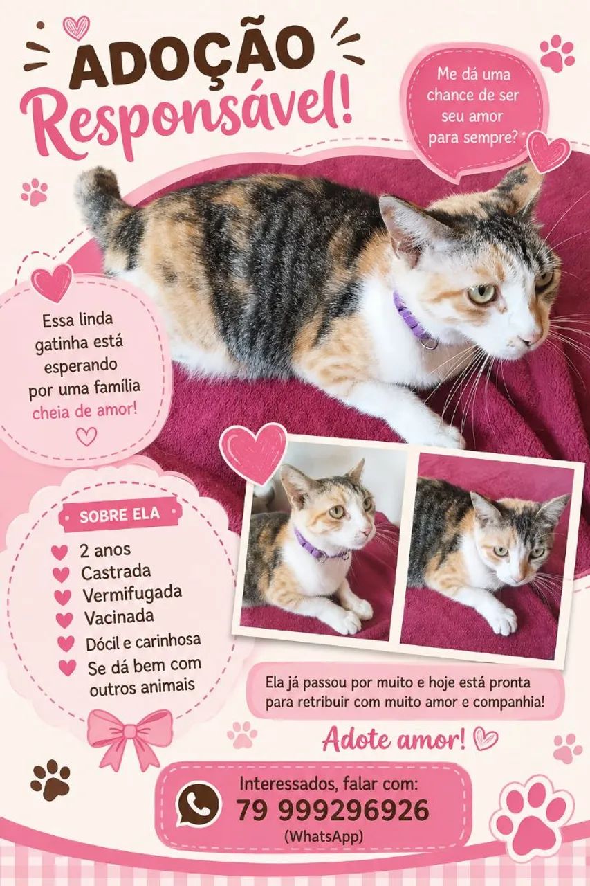 Doação gata castrada dócil