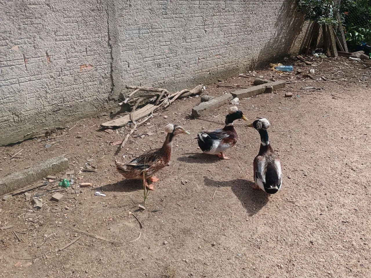 Patos e Marrecos - Foto 2