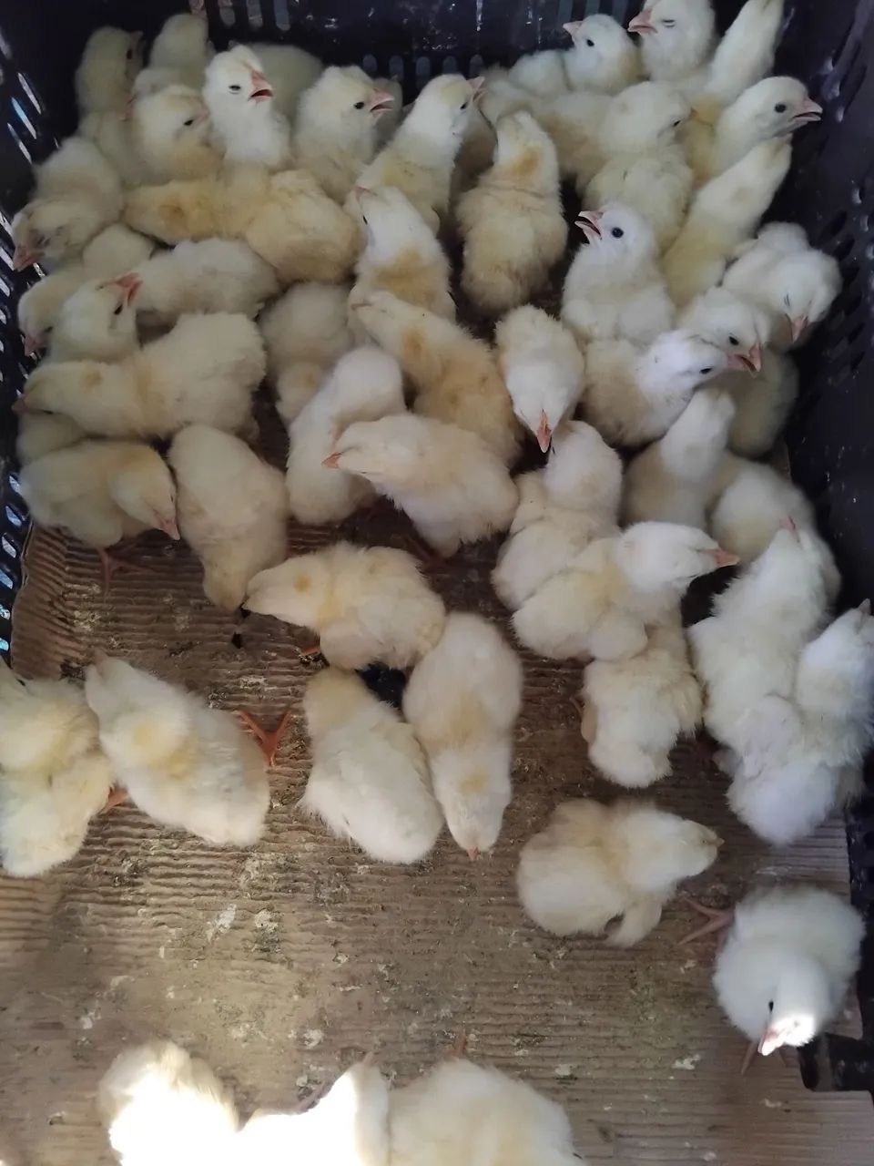 Pintinhos de 1 dia poedeiras  - Foto 3