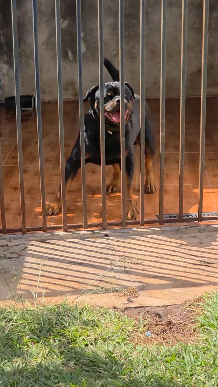Filhotes com Pedigree 