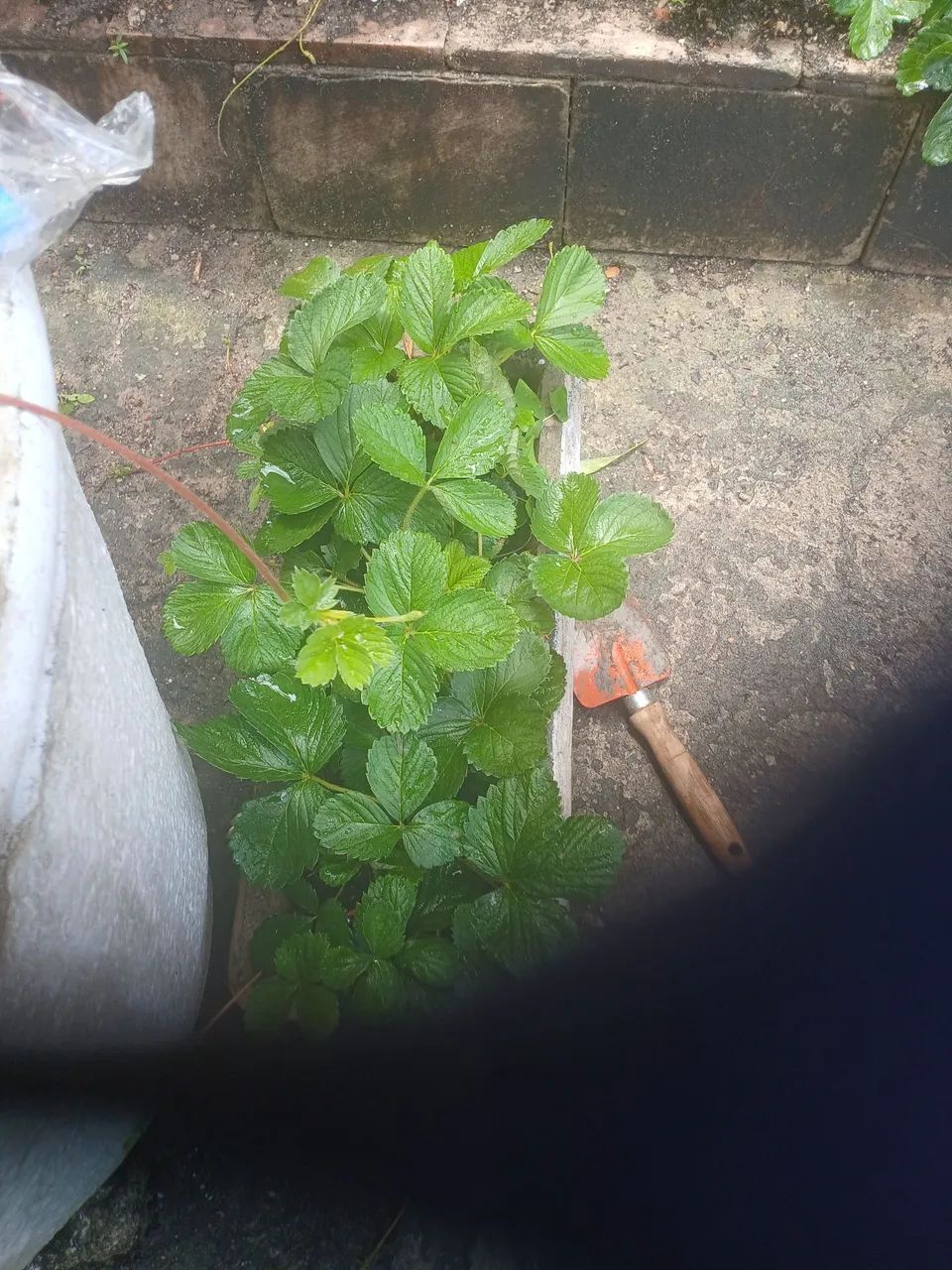 Lote de mudas de morangos - Foto 4