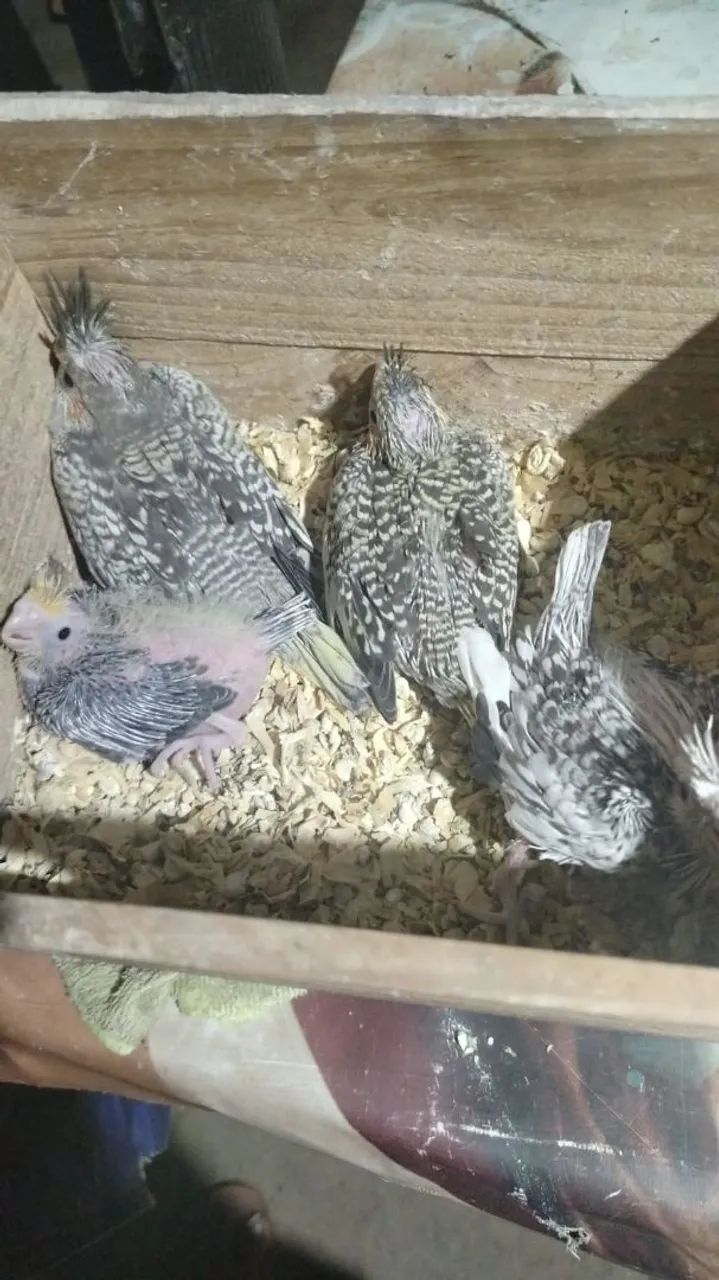 Pouquinho da Índia  - Foto 3