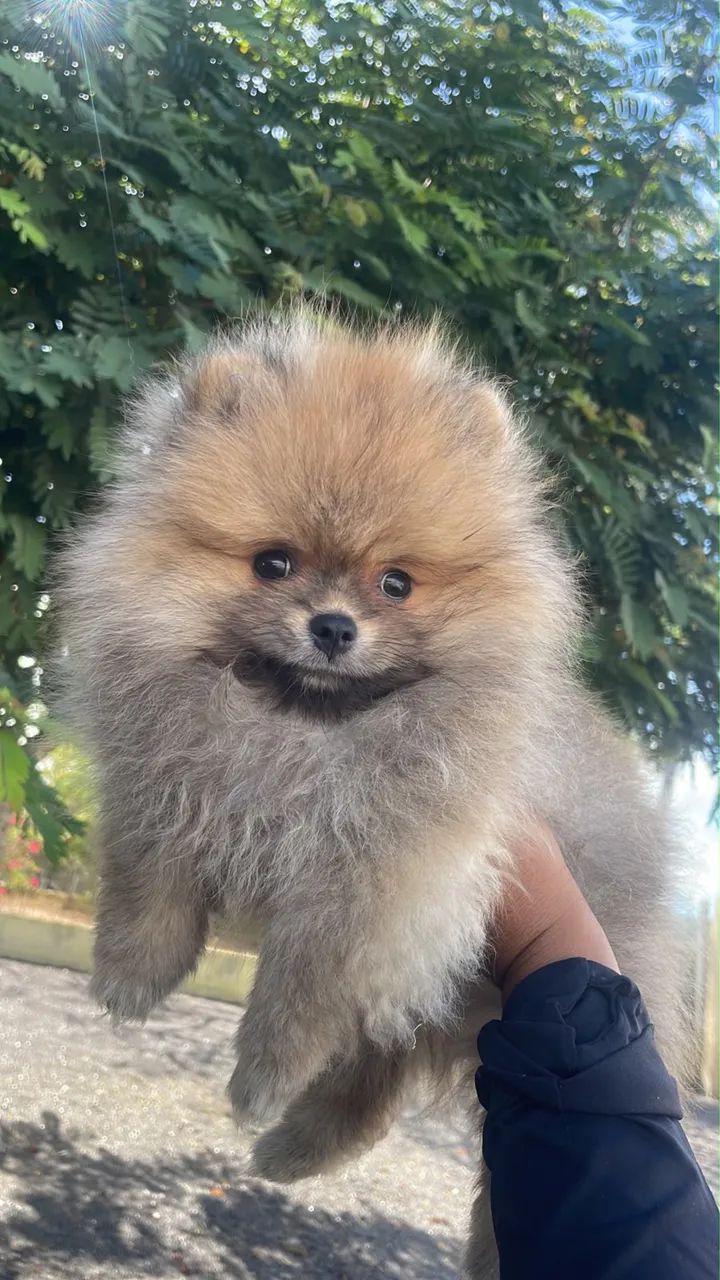 Filhotes de Spitz alemão anão  - Foto 2