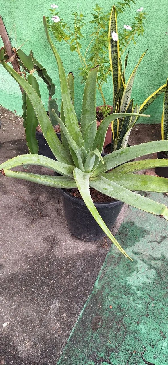 Planta babosa grande 