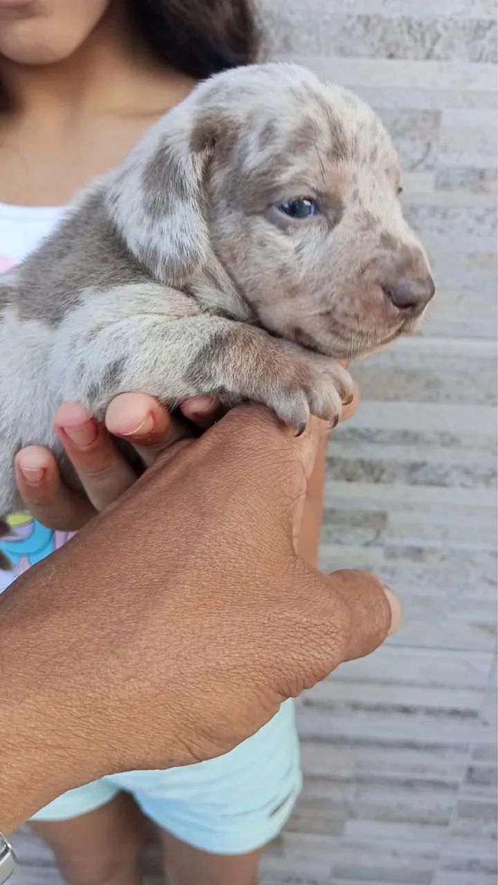 Filhotes de Basset  - Foto 4