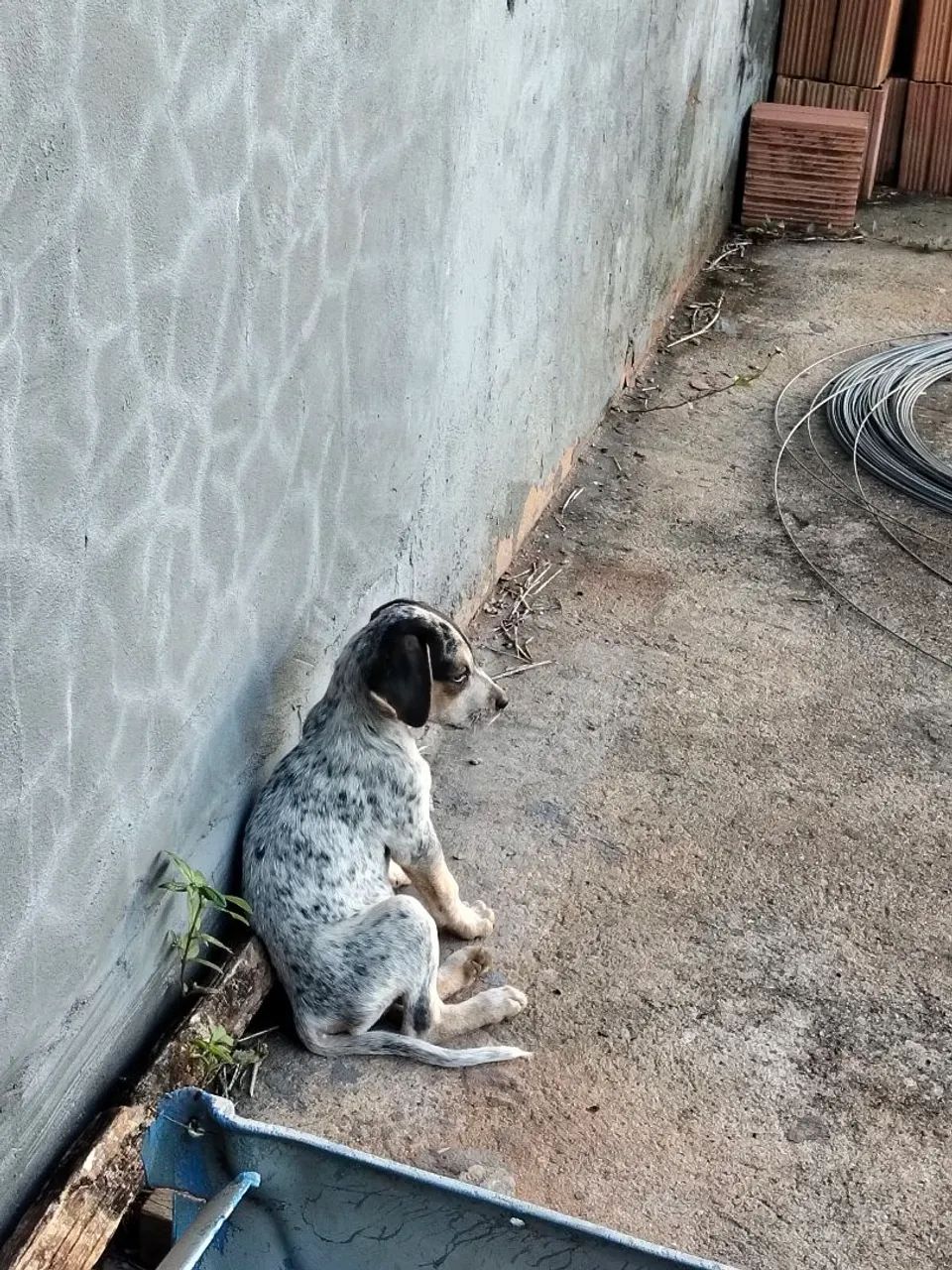 Filhotes de cachorro americano urrador 