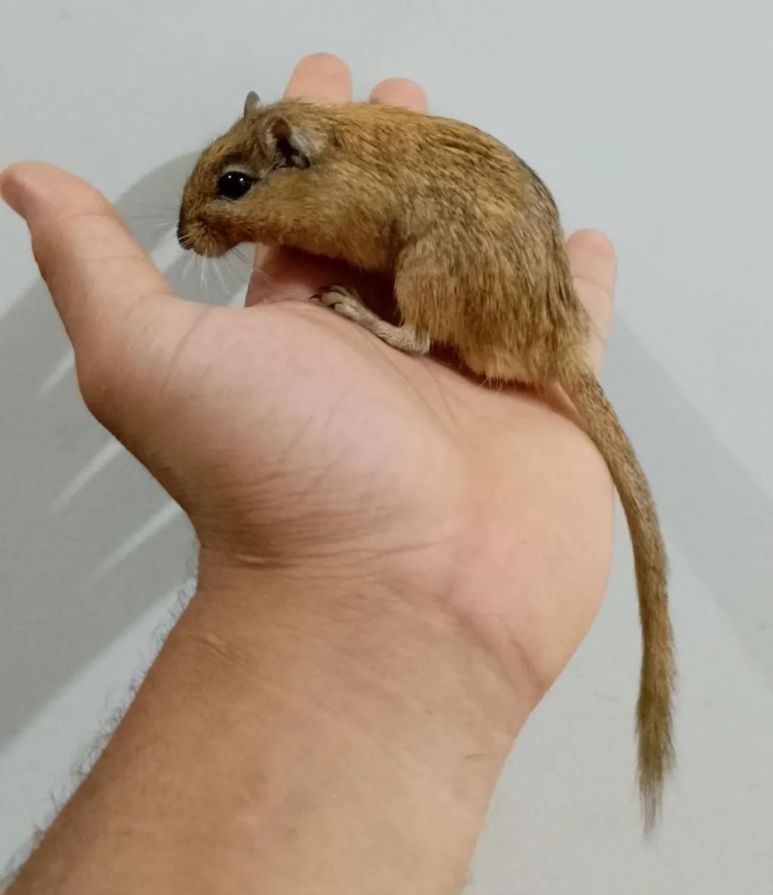 ESQUILO DA MONGÓLIA GERBIL, RATINHO HAMSTER  - Foto 5